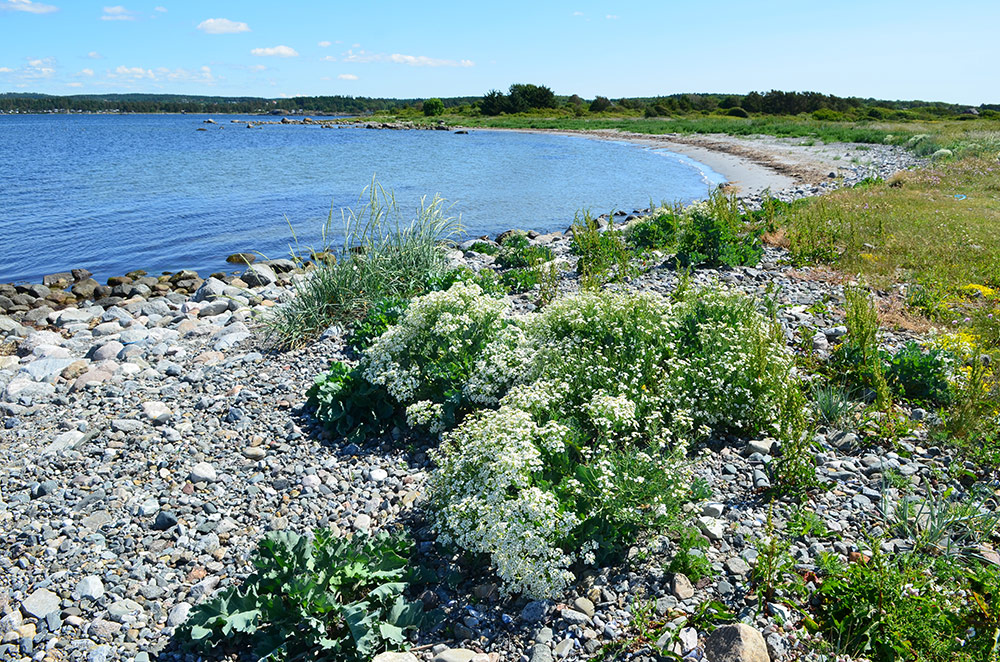 Mølen naturreservat.