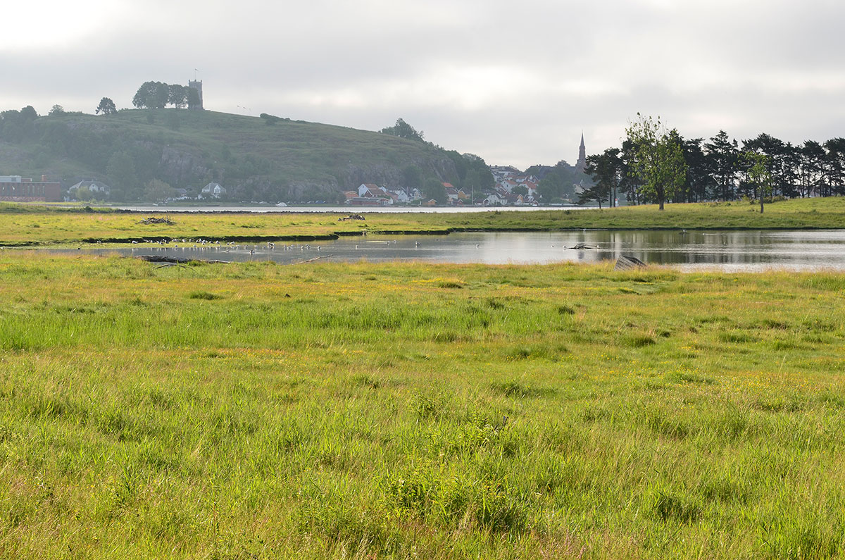 Bynære  våtmarksområder - Ilene.  Foto: Birgit Brosø