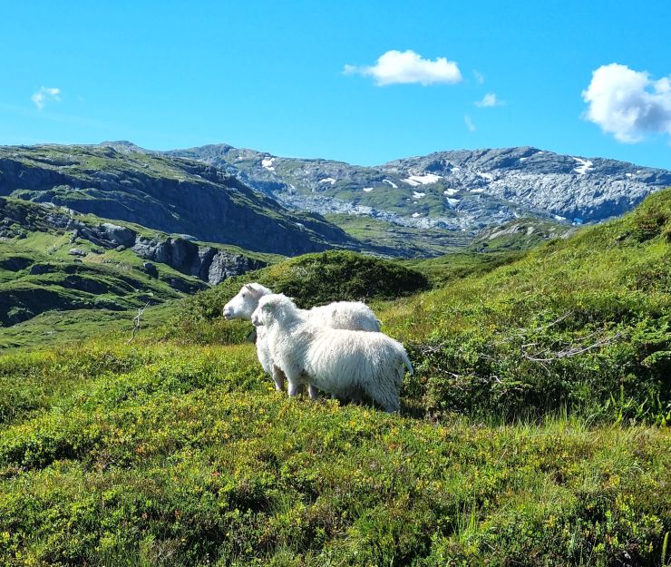 Sau på utmarksbeite ved Torefjell