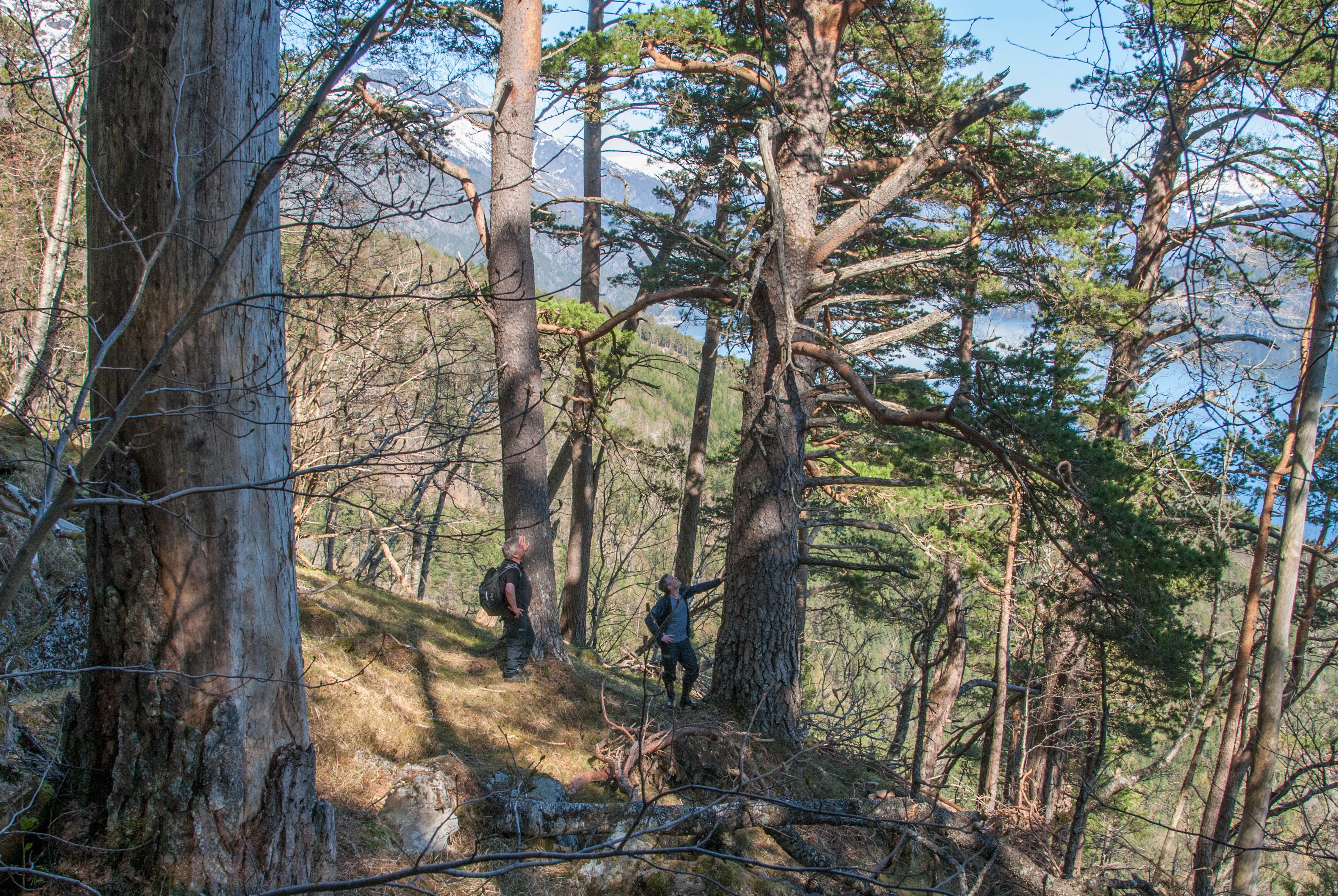 Både Åkre og Vikane naturreservat (biletet) og Bråvoll og Hus naturreservat har blant dei eldste og mest naturprega skogane i Vestland. Dette er skog med ulike treslag, og med både levande og døde tre i alle aldrar. Det gjev eit stort artsmangfald. 
