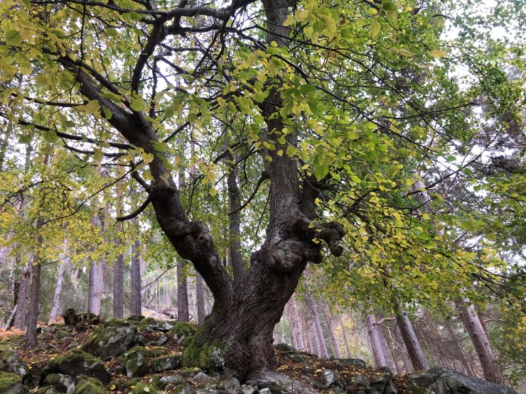 Lind er eit edellauvtre, og trivst i varme lommer langs  Lustrafjorden. Edellauvskog er mangelfullt dekt i skogvernet i Vestland, og Buggestrondi vil gje eit verdifullt bidrag til å ta vare på naturmangfaldet i fylket. Lind kan ha tyding "skjold" skildra i Snorre-Edda.