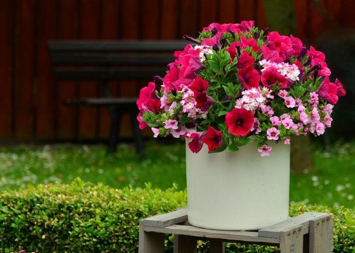 Petunia, rosa blomst