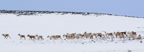 Villreinflokk p&aring; Sn&oslash;hetta. Foto: Bj&oslash;rn Rangbru