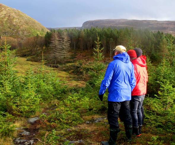 På Stokkøya i Åfjord gror kystlyngheia ned av sitkagran. Foto: Beate Sundgård