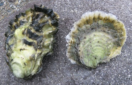 Stillehavsosters og flatosters